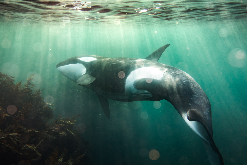 an orca swimming in the shallows near some seaweed an orca swimming in the shallows near some seaweed