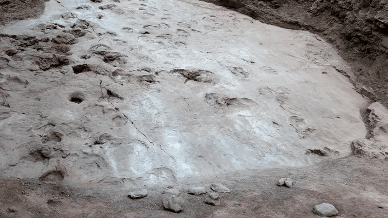 fossil footprints in grey rock