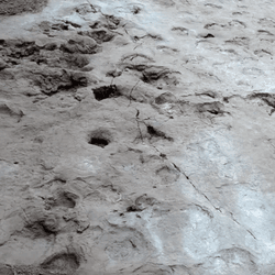 fossil footprints in grey rock