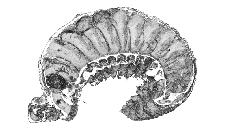 3d image of a 520 million year old fossil worm