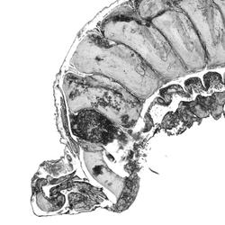 3d image of a 520 million year old fossil worm