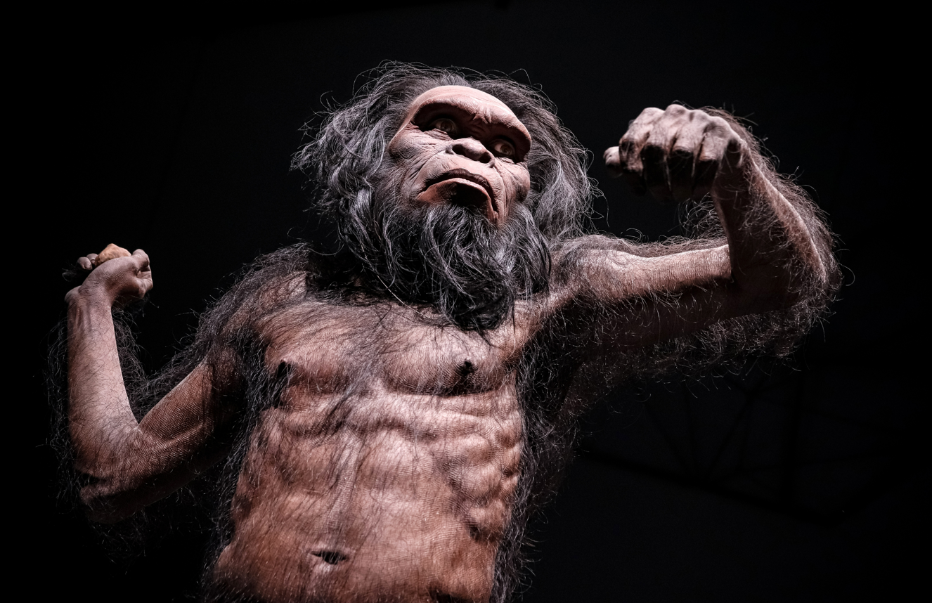 A model depicting Homo habilis on display at the Rama IX Museum, Historic, and Science Museum in Thailand. A model depicting Homo habilis on display at the Rama IX Museum, Historic, and Science Museum in Thailand.