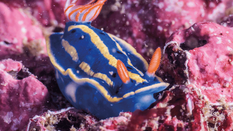 Really brightly colored blue yellow and orange sea slug on a purple rock underwater.