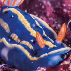 Really brightly colored blue yellow and orange sea slug on a purple rock underwater.