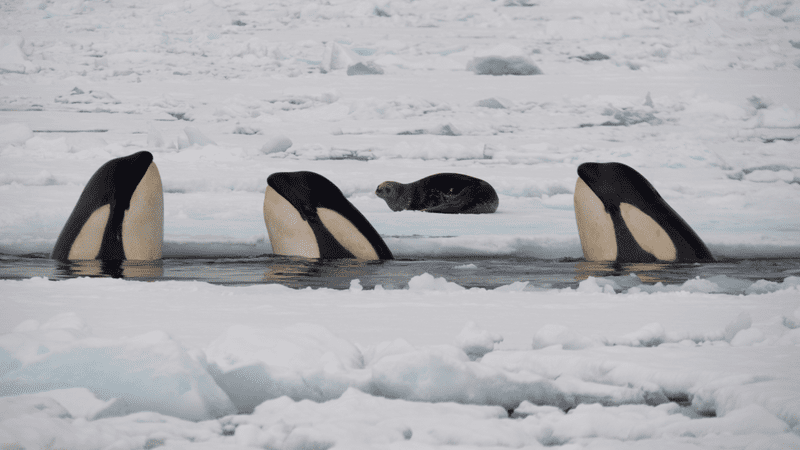 killer whale group hunt