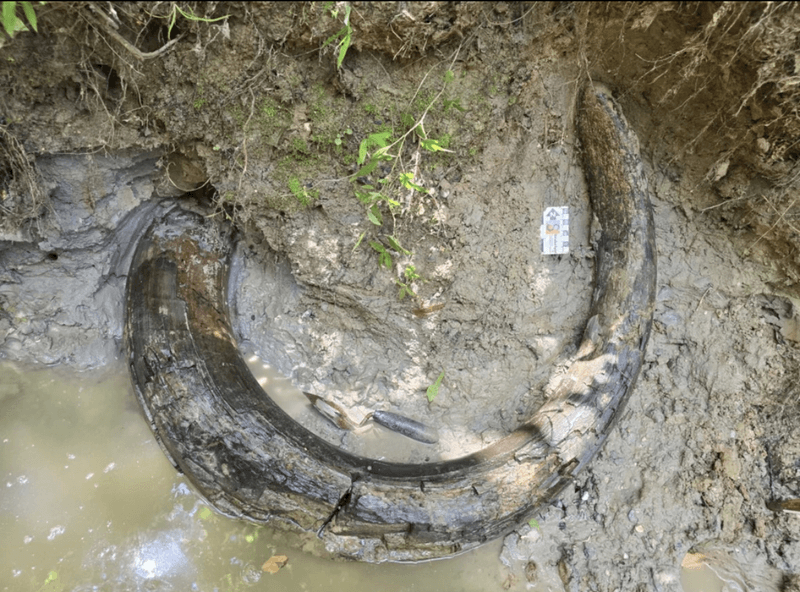 The first mammoth tusk found in Mississippi is from a beast 50 percent taller than an African elephant..