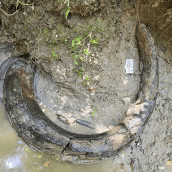 The first mammoth tusk found in Mississippi is from a beast 50 percent taller than an African elephant..