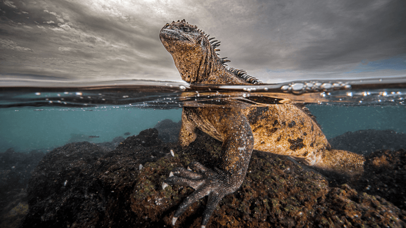 a marine iguana standing on a rock at sea