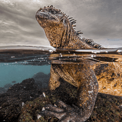 a marine iguana standing on a rock at sea