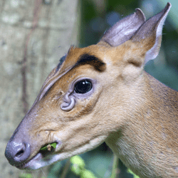 muntjac deer scent glands