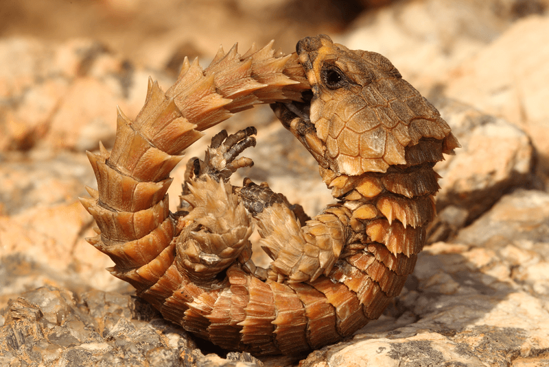 A young Armadillo Girdled Lizard (Ouroborus cataphractus) biting its self
