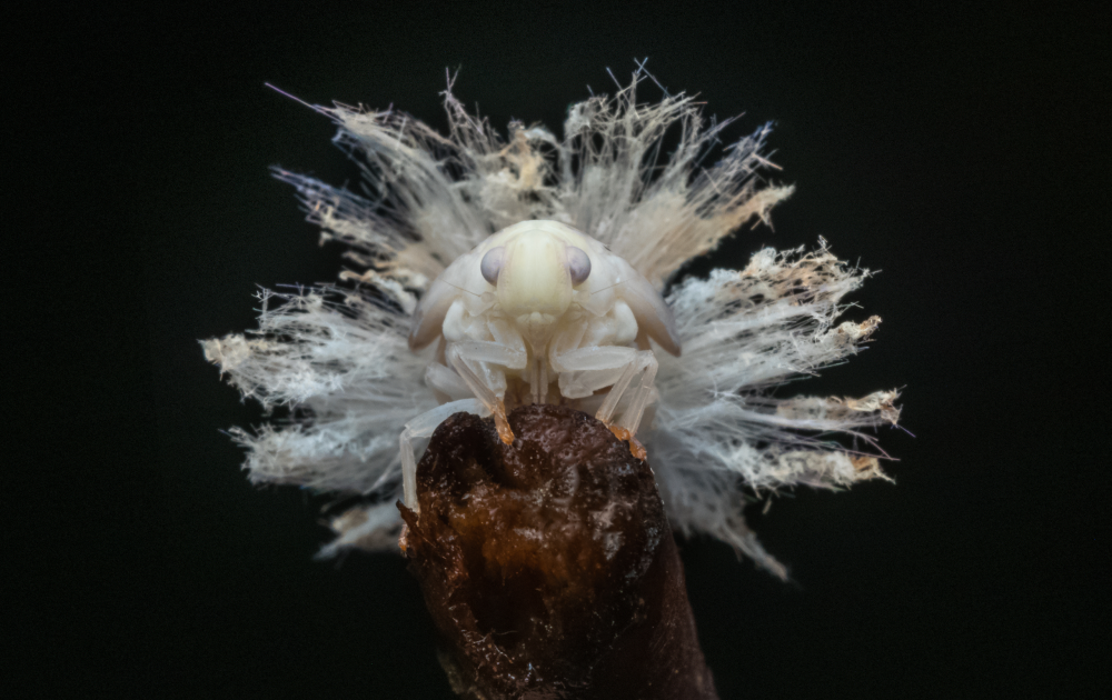 A macro shot of a white nymph's fluffy waxy tail. A macro shot of a white nymph's fluffy waxy tail.