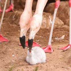 two male flamingos with a chick they have raised
