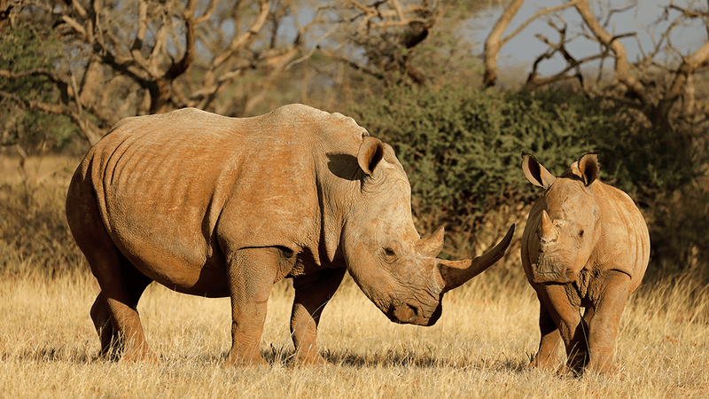 Two southern white rhinos next to each other one is a calf facing the camera the other is looking to the right at. 