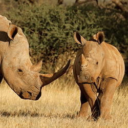 Two southern white rhinos next to each other one is a calf facing the camera the other is looking to the right at. 