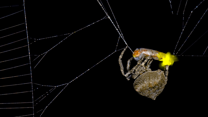 Spider (Araneus ventricosus) wrapping male firefly (Abscondita terminalis), exhibiting visible flashing from its lanterns