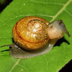 a tail-wagger snail wagging its tail