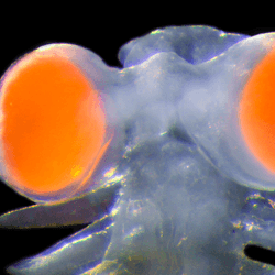 Close up photograph of the bright orange eyes of Vanadis