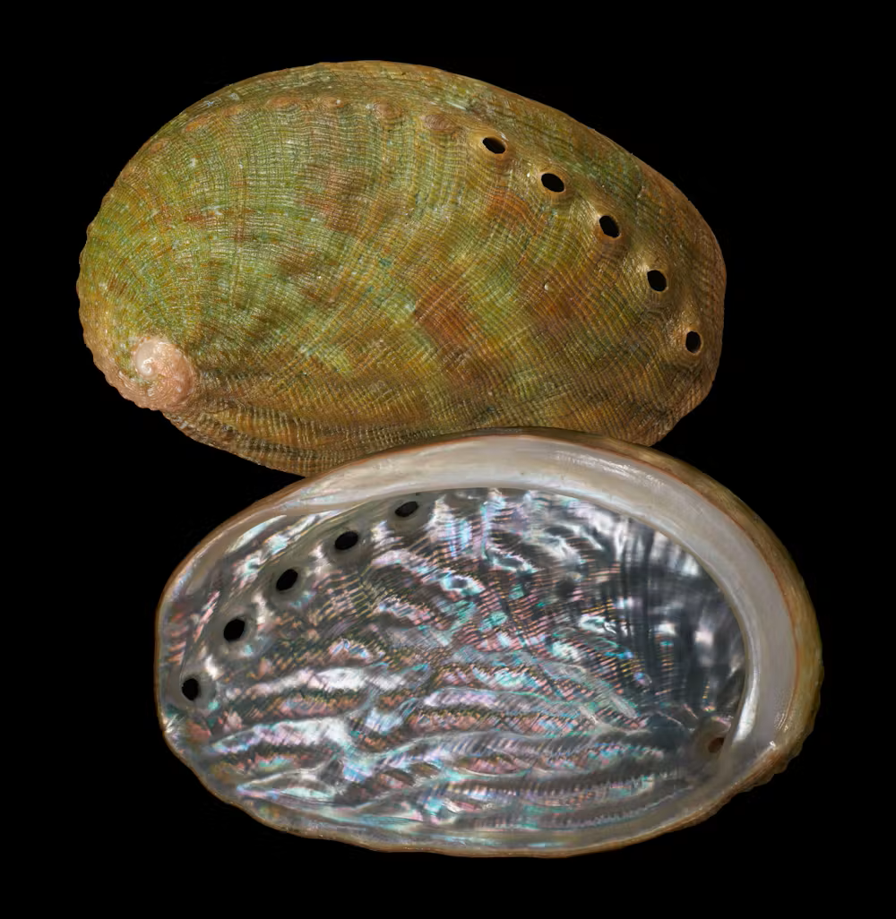 new species of abalone from new zealand new species of abalone from new zealand