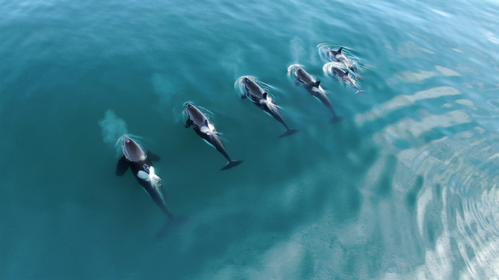 a pod of six orca swimming at sea a pod of six orca swimming at sea